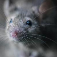 mouse