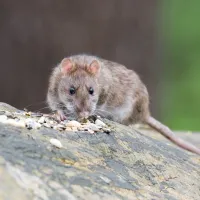 Norway Rat