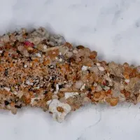 plaster bagworm