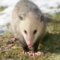 opossum