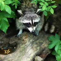 raccoon