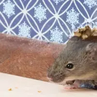 rodent