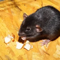roof rat