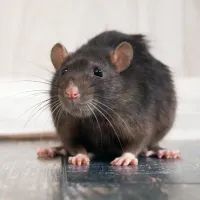 roof rat