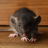 rodent