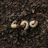 grubs