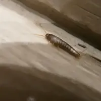 silverfish