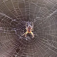spider