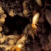 subterranean termites