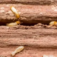 termites