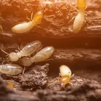 termites