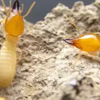 termites