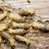 termites in wood
