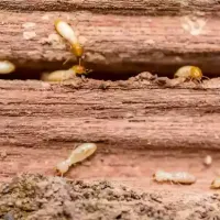 Termites in wood