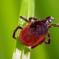tick