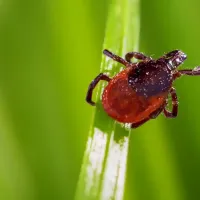 tick