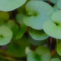 dichondra-argentea-foliage