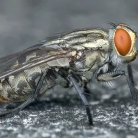 flesh-fly