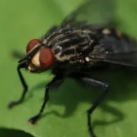 Fly