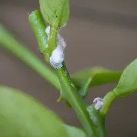 fuzzy-mealybugs