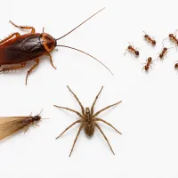 An image depicting a termite, cockroach, ants, and a spider