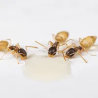 ghost ant