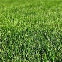 green grass