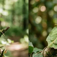 harry-potter-creatures-real-life