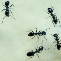 house-ants.