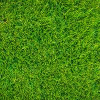 How Can You Tell If A Lawn Is Over Fertilized?