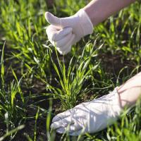 Is It Better To Fertilize Your Lawn In The Fall Or Spring