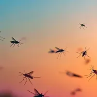 mosquitoes