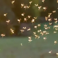 mosquitoes swarm