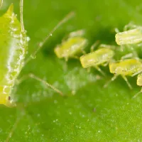 small-aphid-on-a-green-leaf.