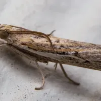 sod-webworm-moth