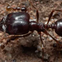 soldier-big-headed-ant.
