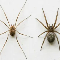 spider-compare-daddy-long-legs