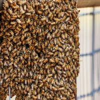 bee swarm
