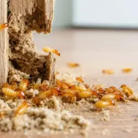 termite-damage