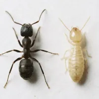 termite-vs-ant.