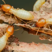 termites-destroying-wood-close-up