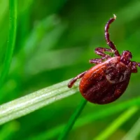 tick-on-grass.