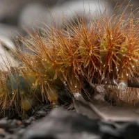toxic-furry-catarpillar