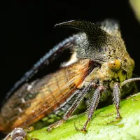 treehopper-surrounded-by-ants