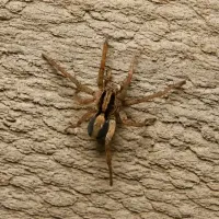 wolf spider
