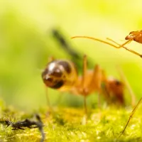 yellow-crazy-ants