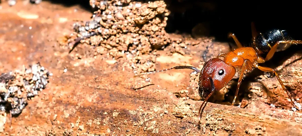 carpenter-ant-on-a-piece-of-wood.