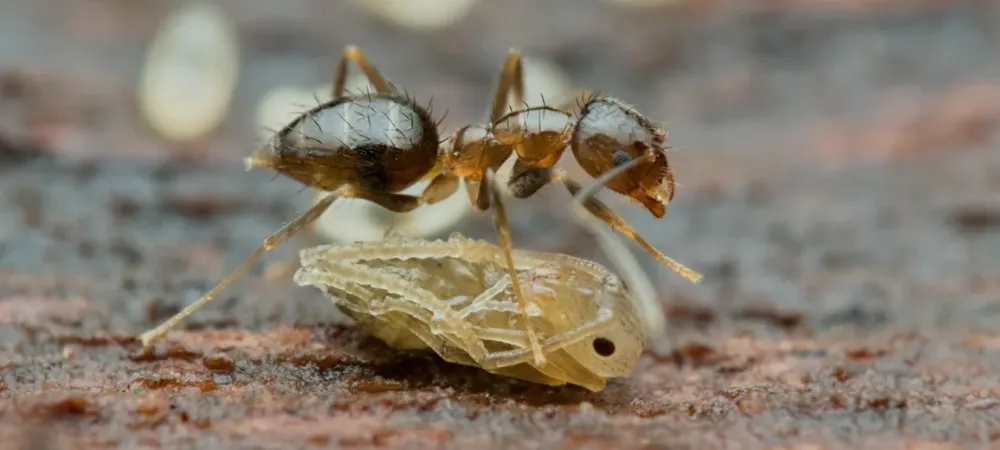 carribean-crazy-ants