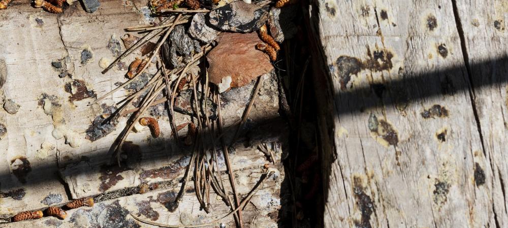 What Pest Causes The Most Damage To A House?