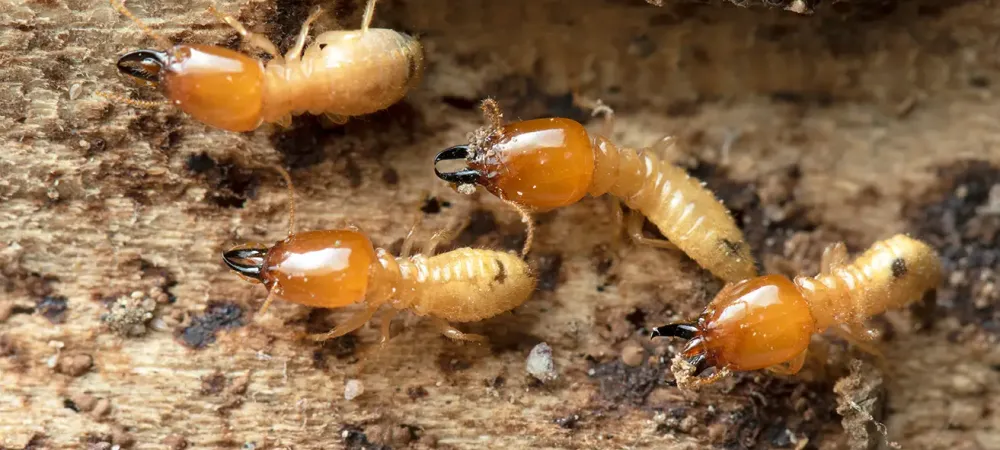 termites in wood